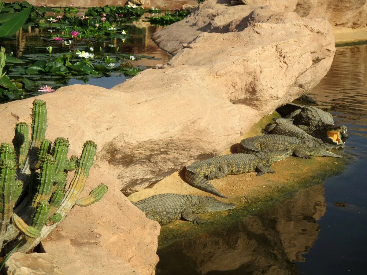 Crocoparc Agadir Morocco tour image 3