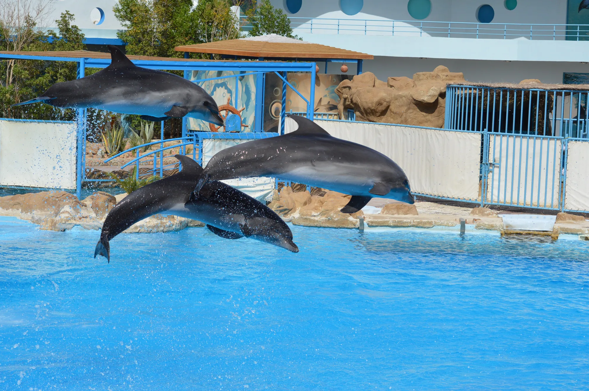 Dolphin Show Agadir Morocco tour image 2