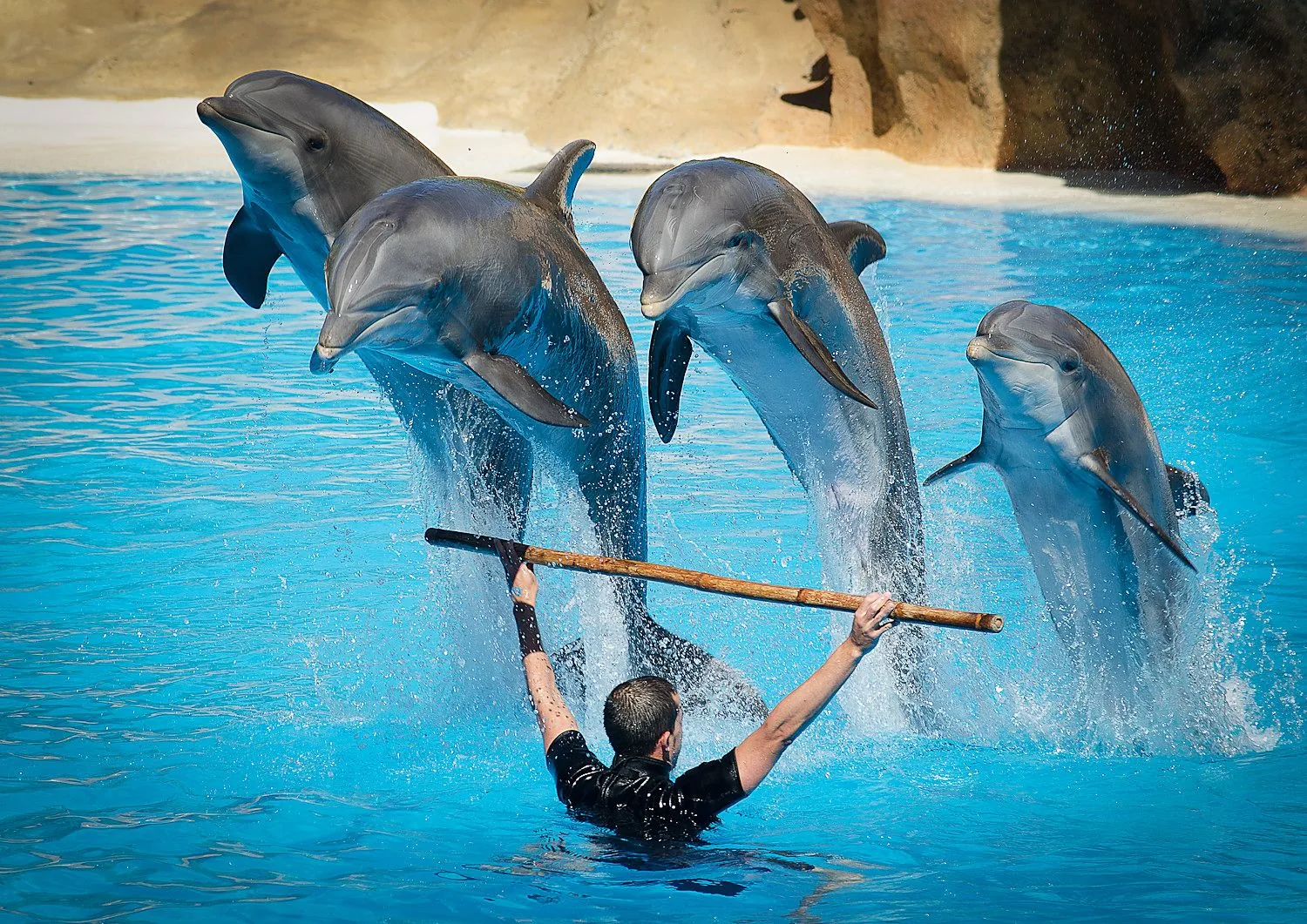 Dolphin Show Agadir Morocco tour image 3