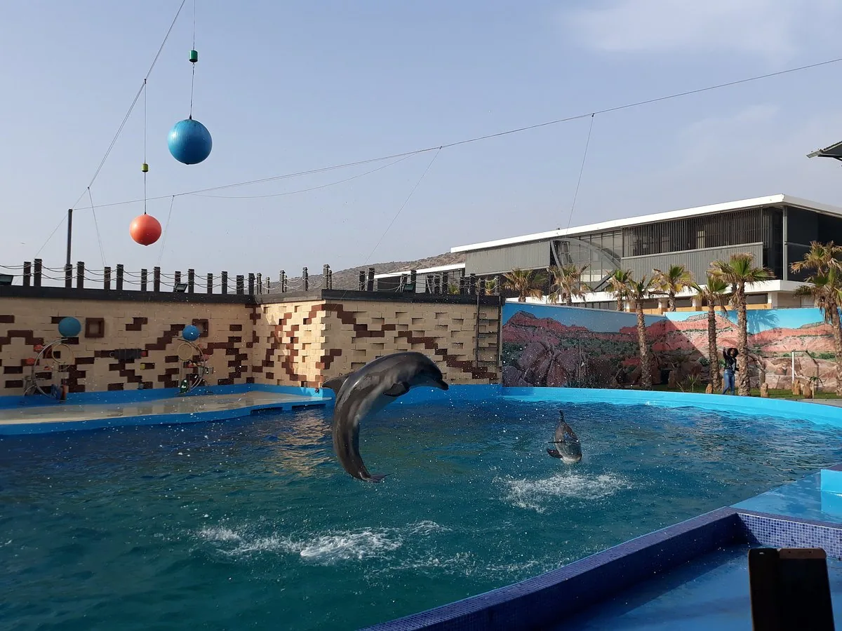 Dolphin Show Agadir Morocco tour image 4