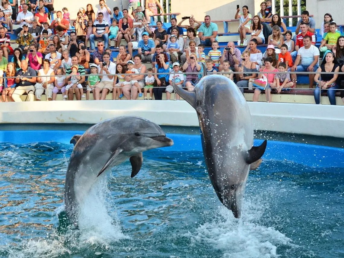 Dolphin Show Agadir Morocco tour image 5