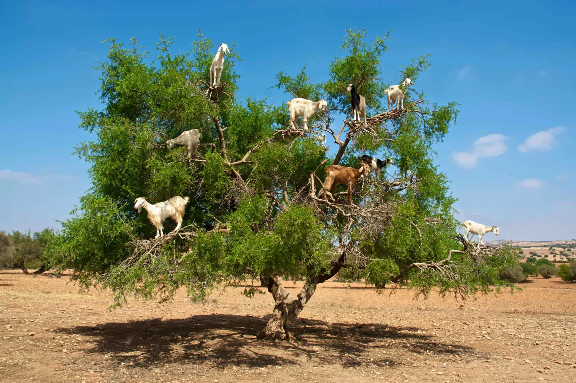 Goats on the Tree Taghazout Morocco tour image 2