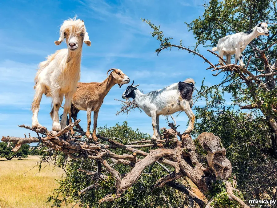 Goats on the Tree Taghazout Morocco