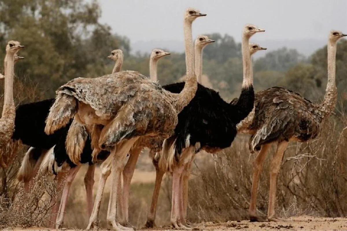 Souss National Park Agadir Morocco tour image 2