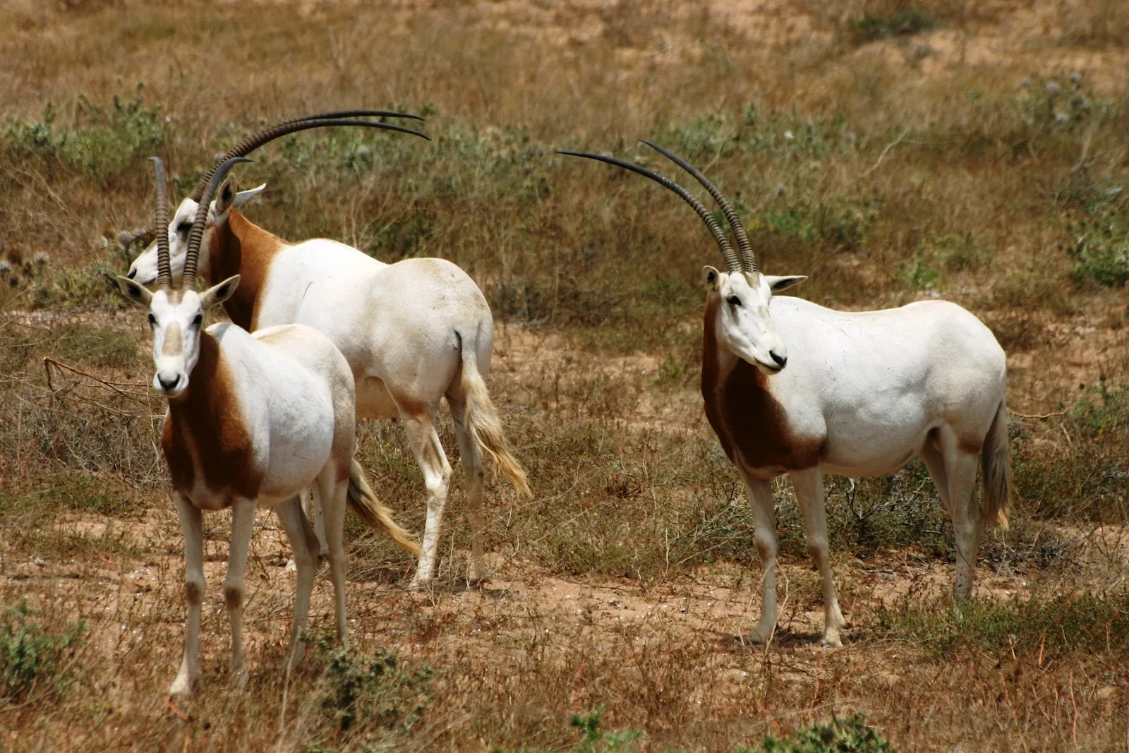 Souss National Park Agadir Morocco tour image 5