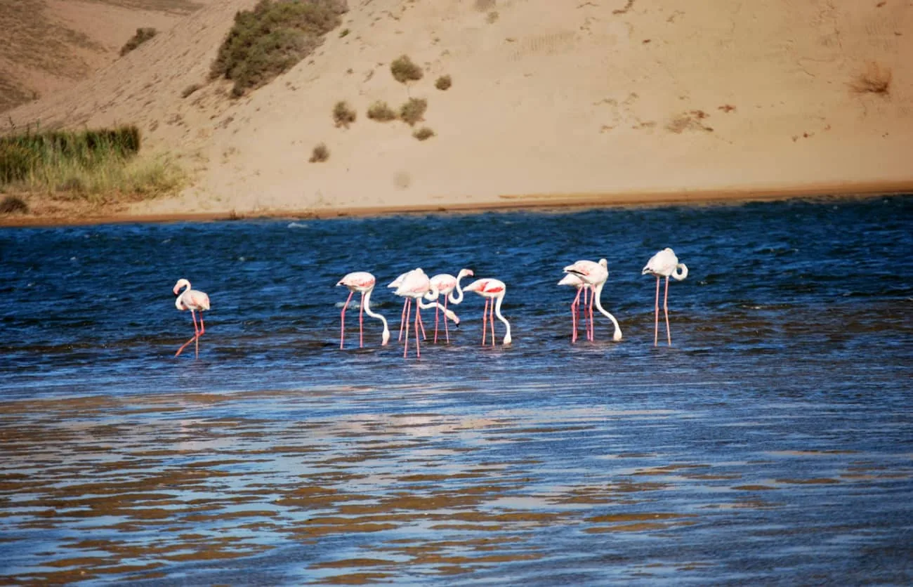 Souss National Park Agadir Morocco tour image 7