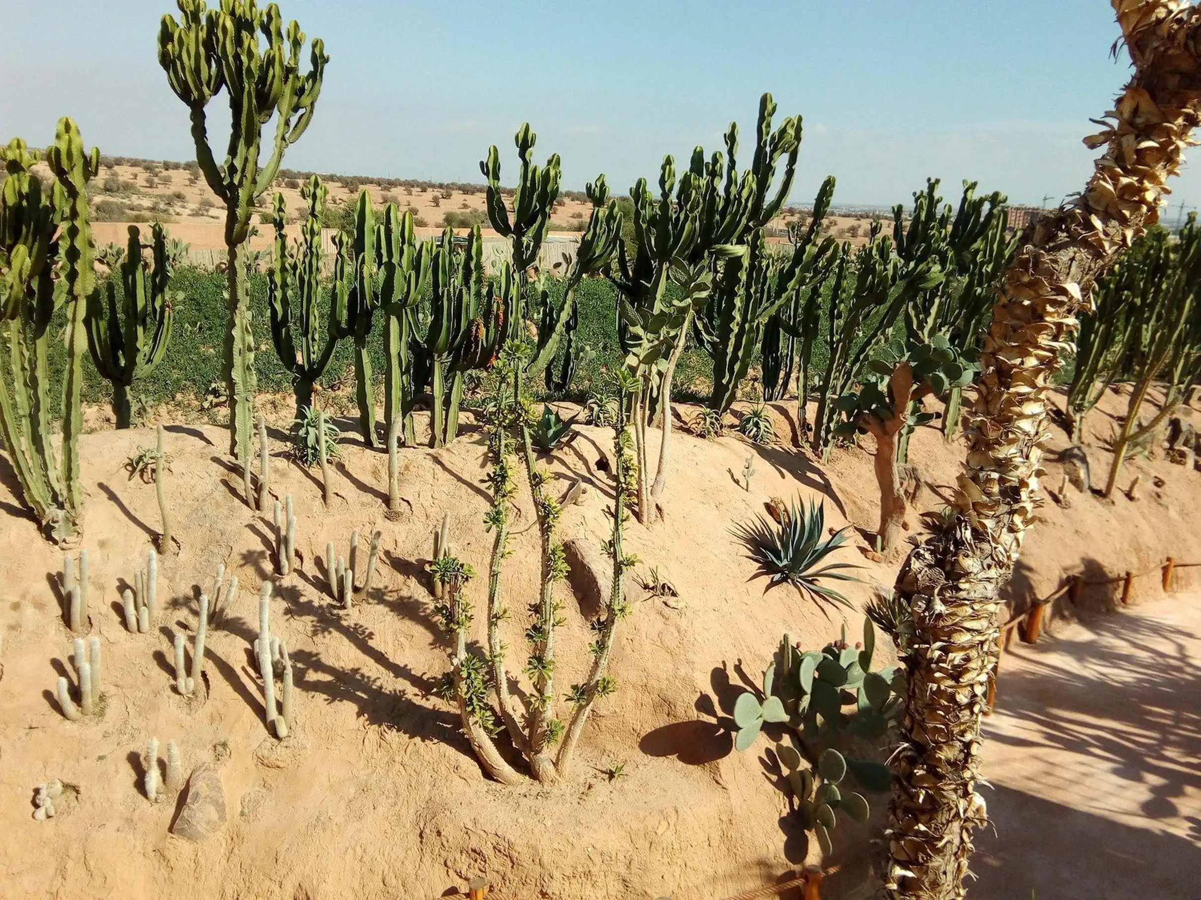 Agadir goats on the trees and Crocoparc tour