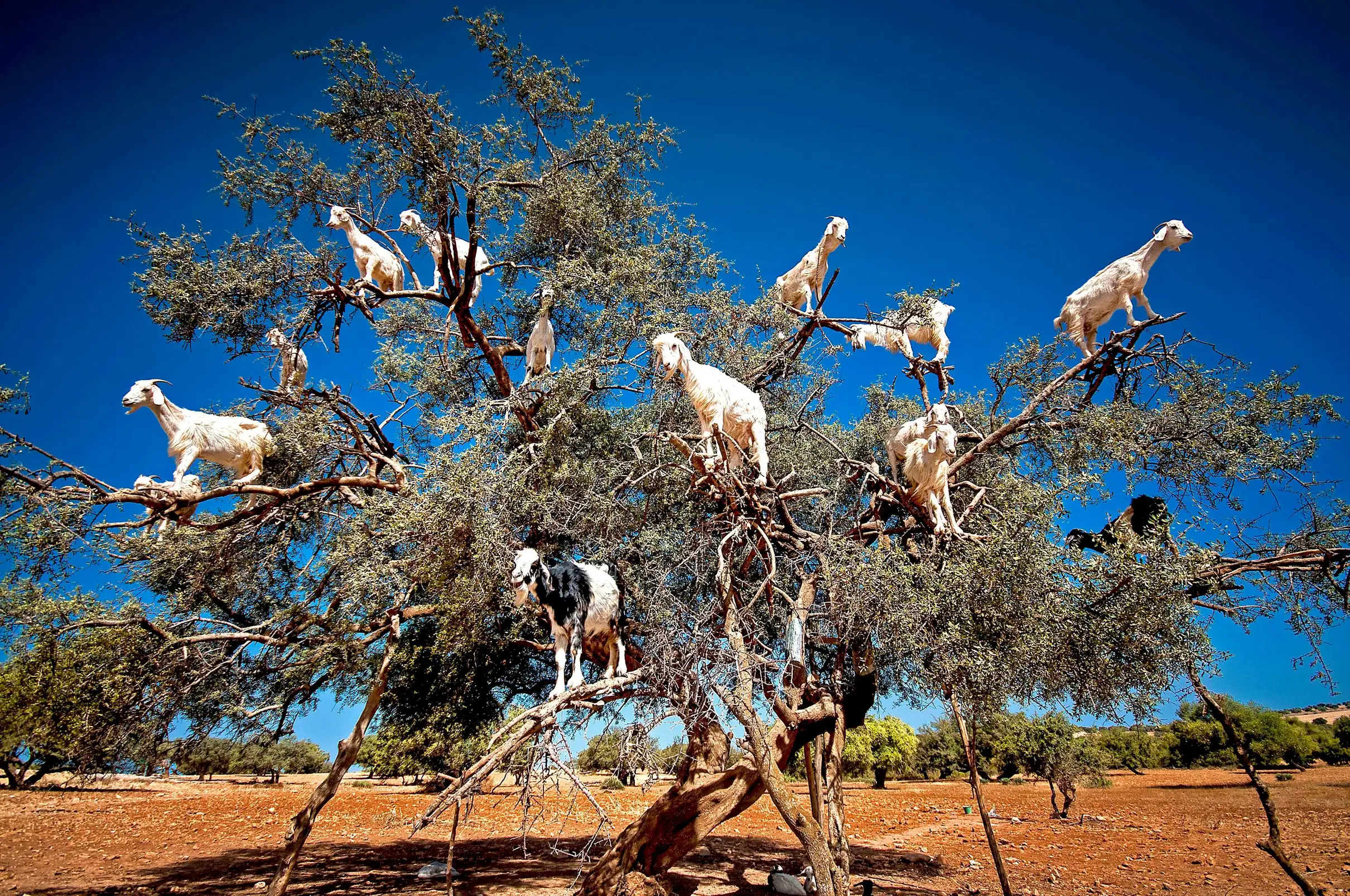 Agadir Goats on the Trees & Crocoparc Tour with Entry Tickets — photo 6