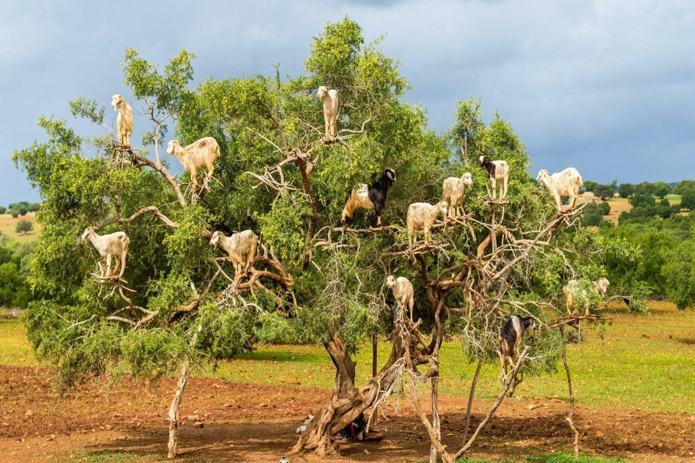 Agadir Goats on the Trees & Crocoparc Tour with Entry Tickets — photo 8