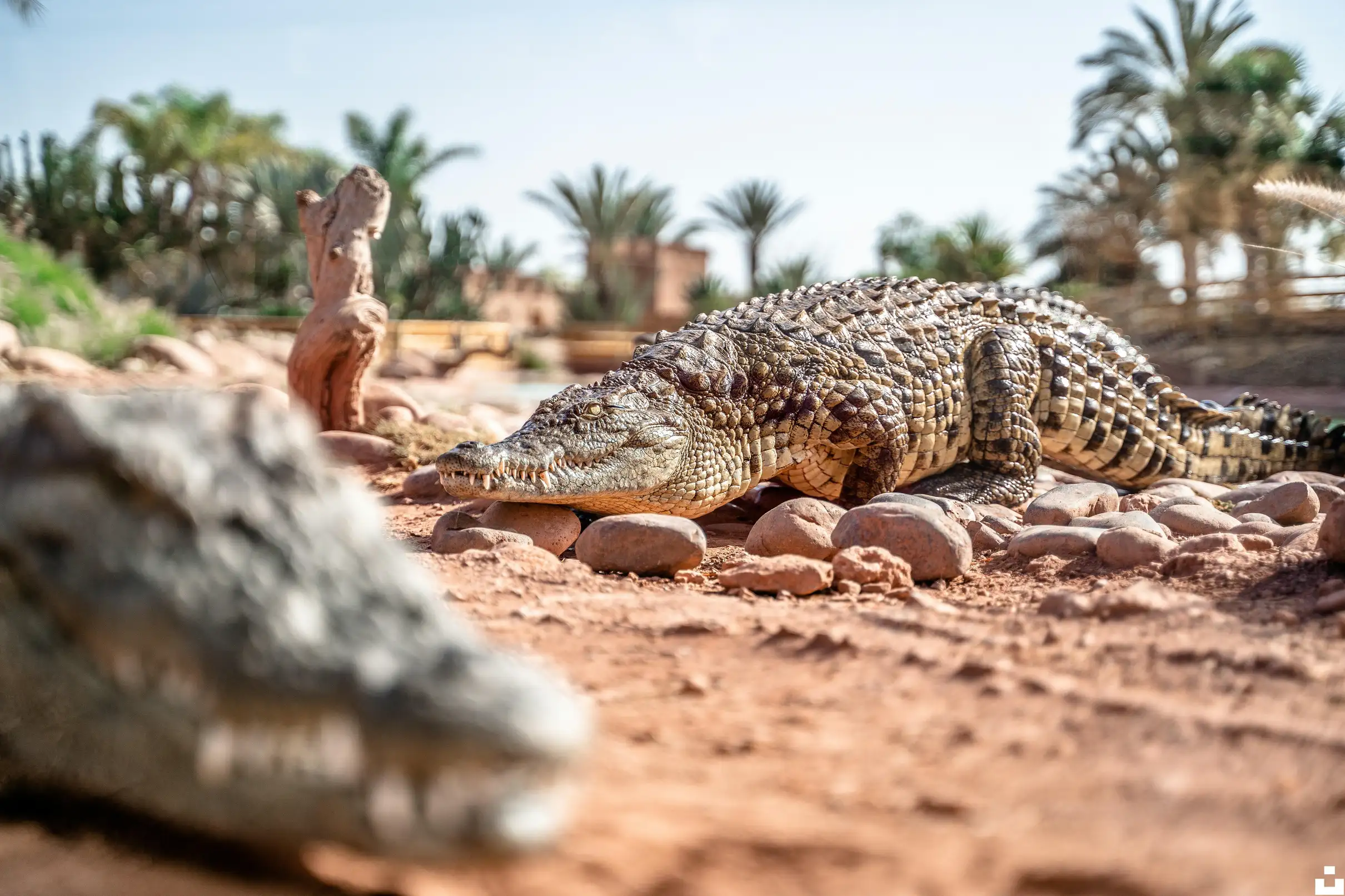 Agadir Goats on the Trees & Crocoparc Tour with Entry Tickets — photo 9