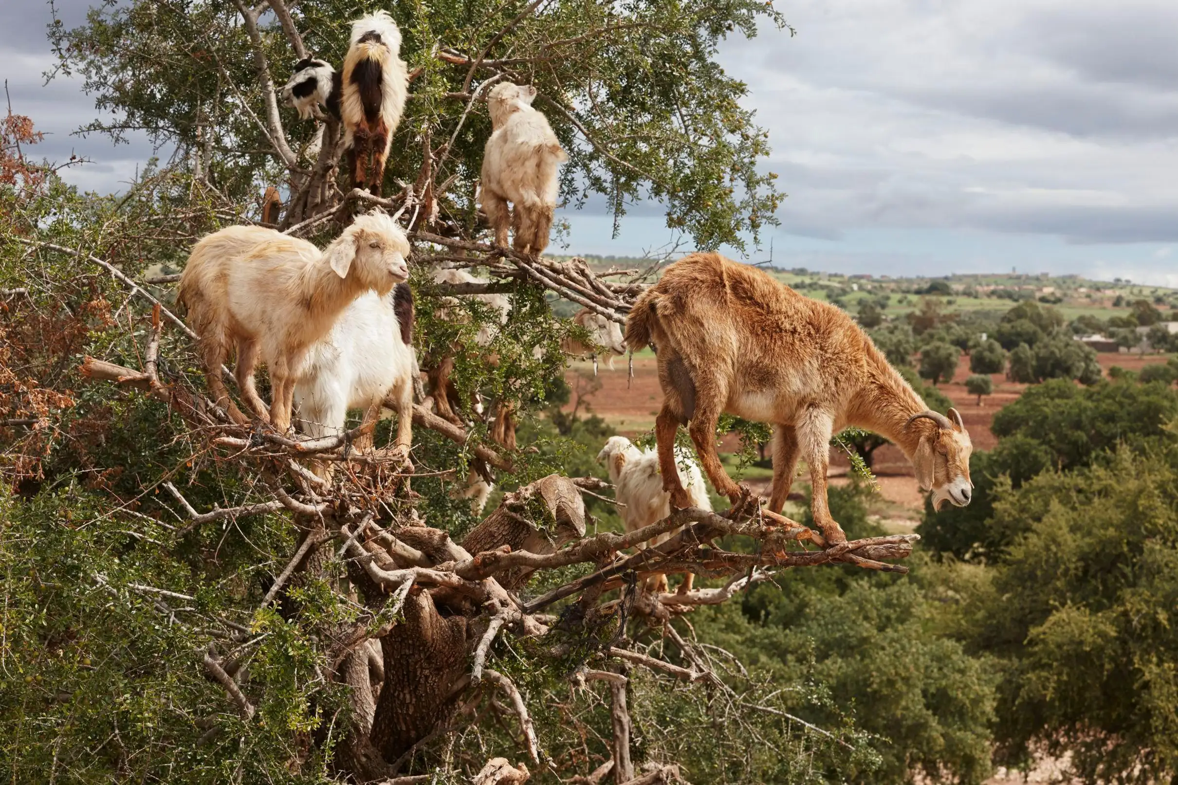 Agadir Goats on the Trees & Crocoparc Tour with Entry Tickets — photo 10
