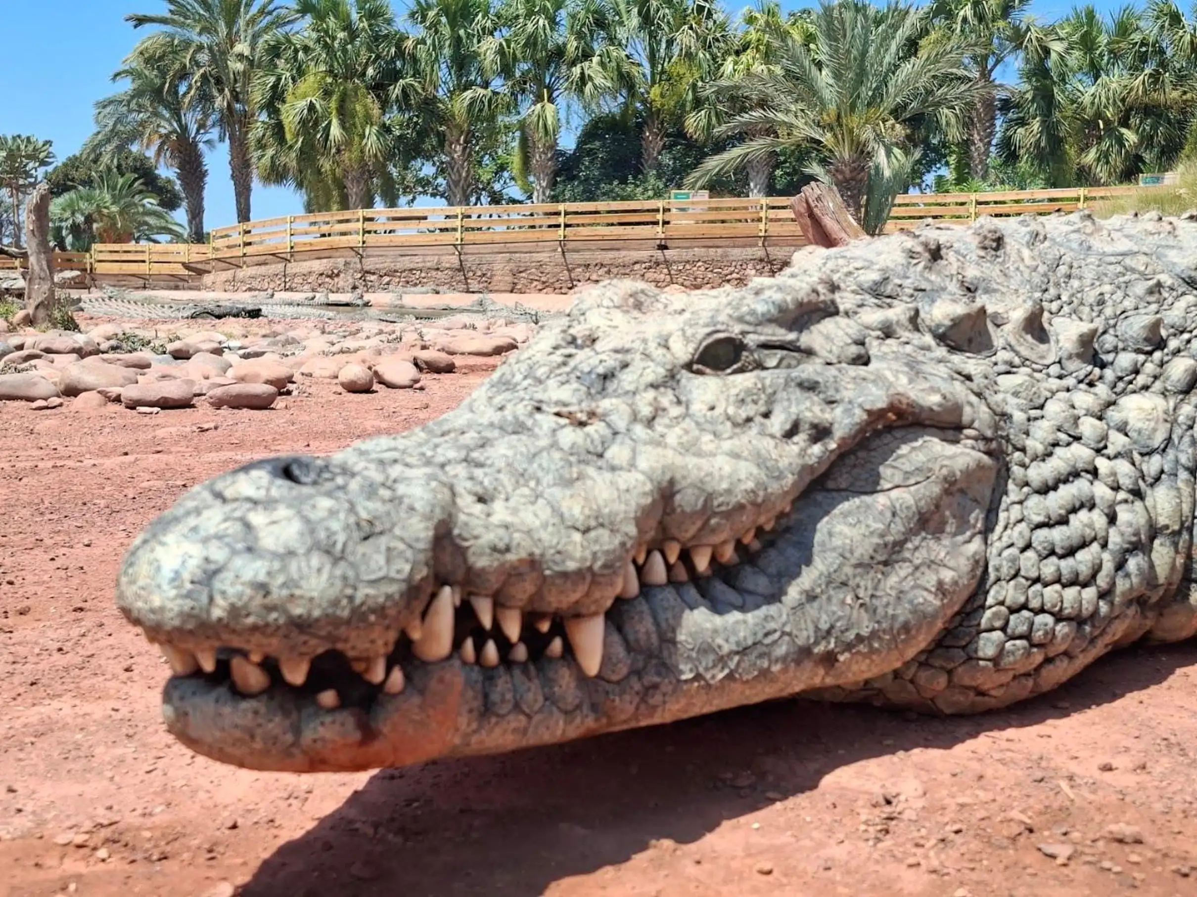 Agadir Goats on the Trees & Crocoparc Tour with Entry Tickets — photo 11