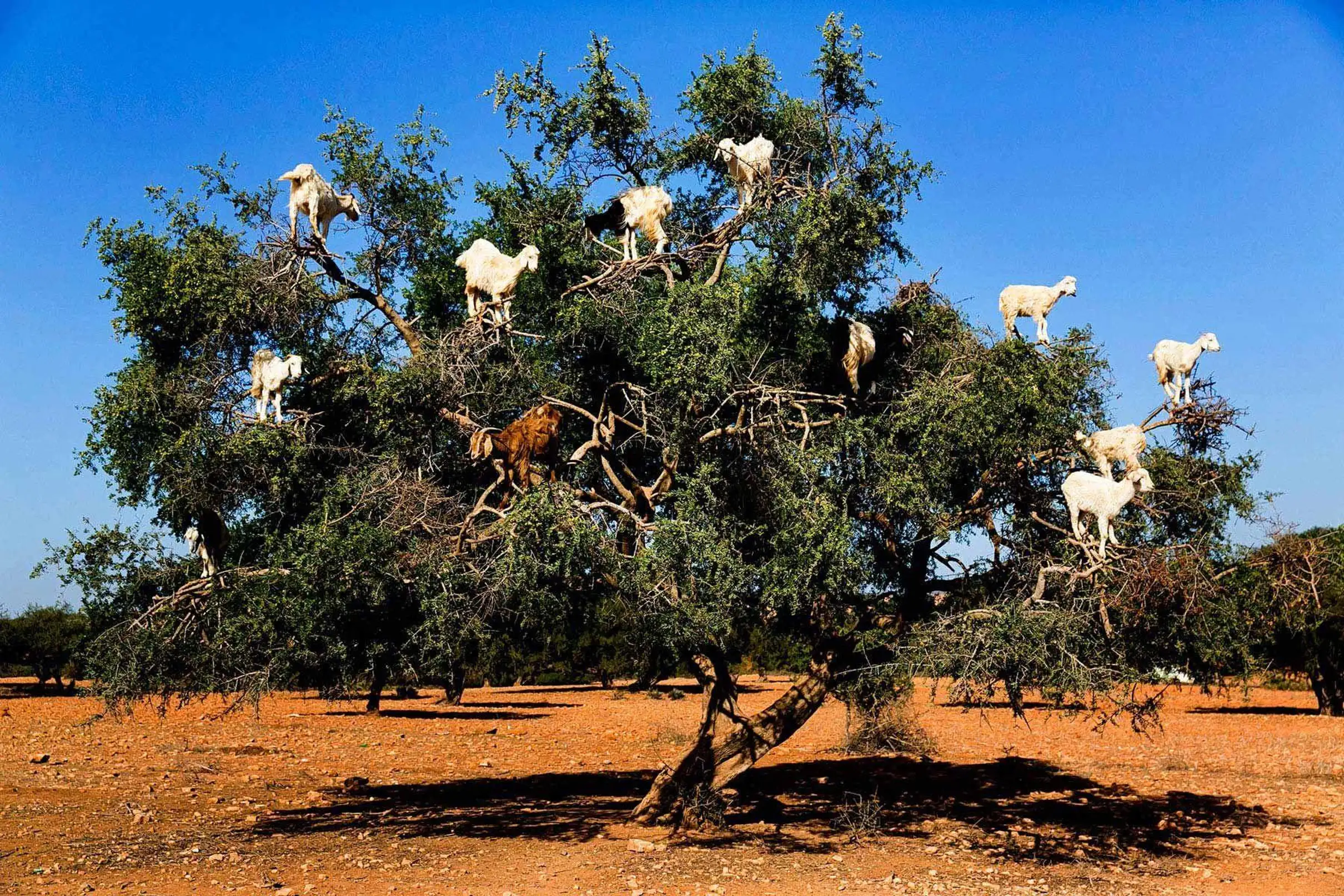 Agadir Goats on the Trees & Crocoparc Tour with Entry Tickets — photo 15