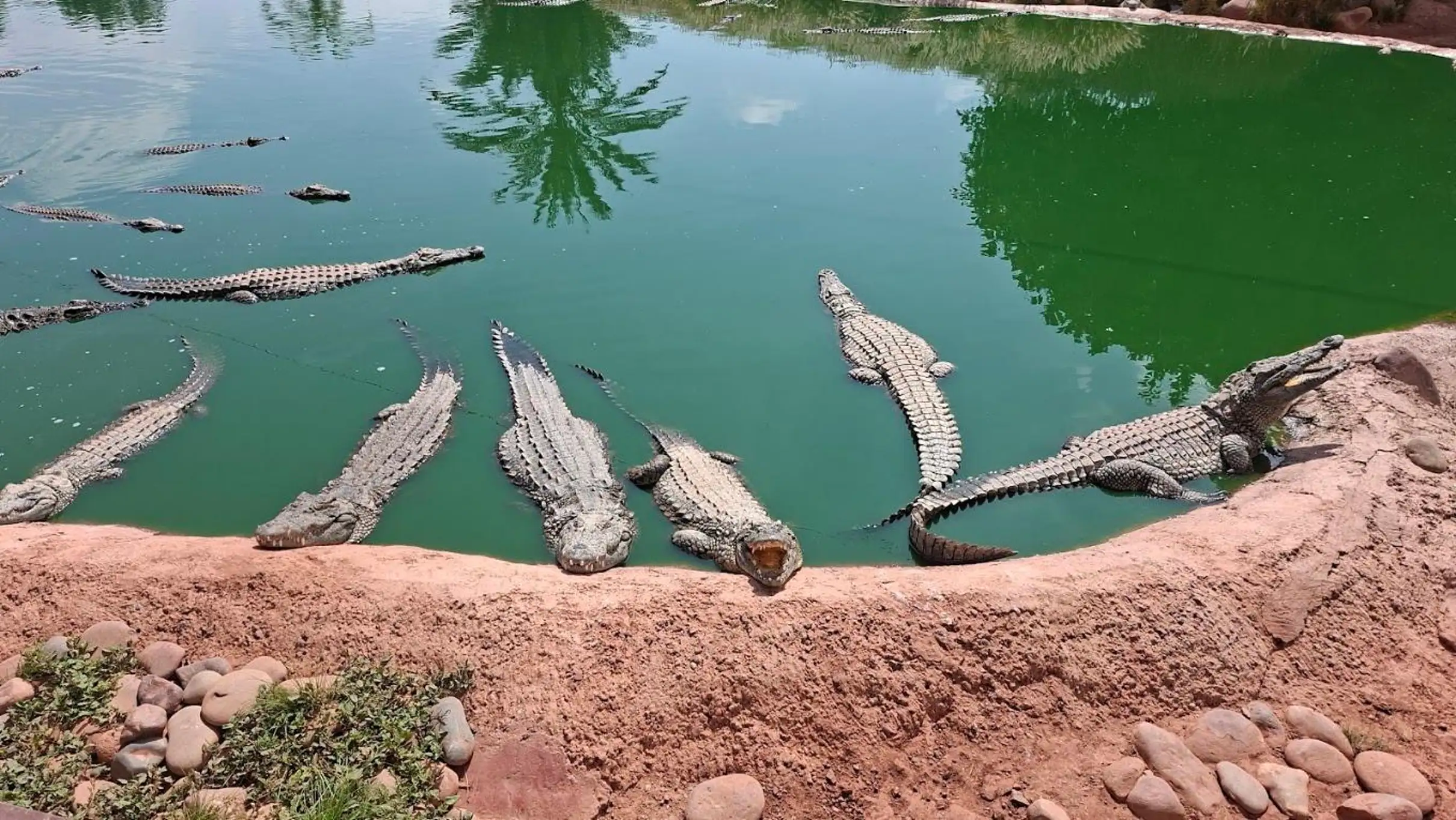 Agadir Goats on the Trees & Crocoparc Tour with Entry Tickets — photo 21