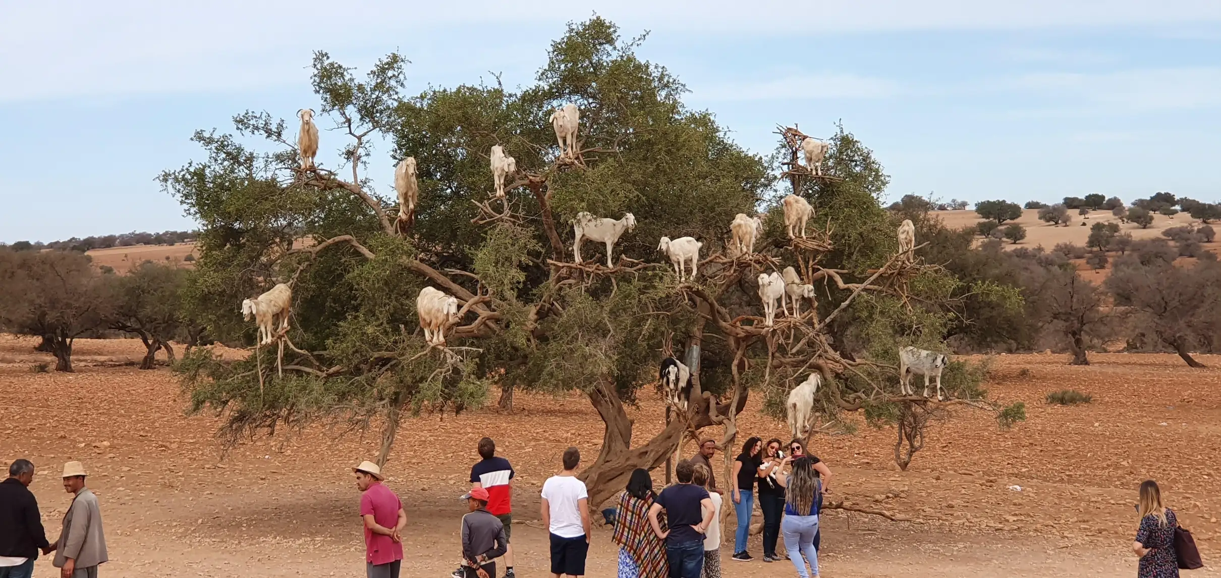 Agadir Goats on the Trees & Crocoparc Tour with Entry Tickets — photo 22
