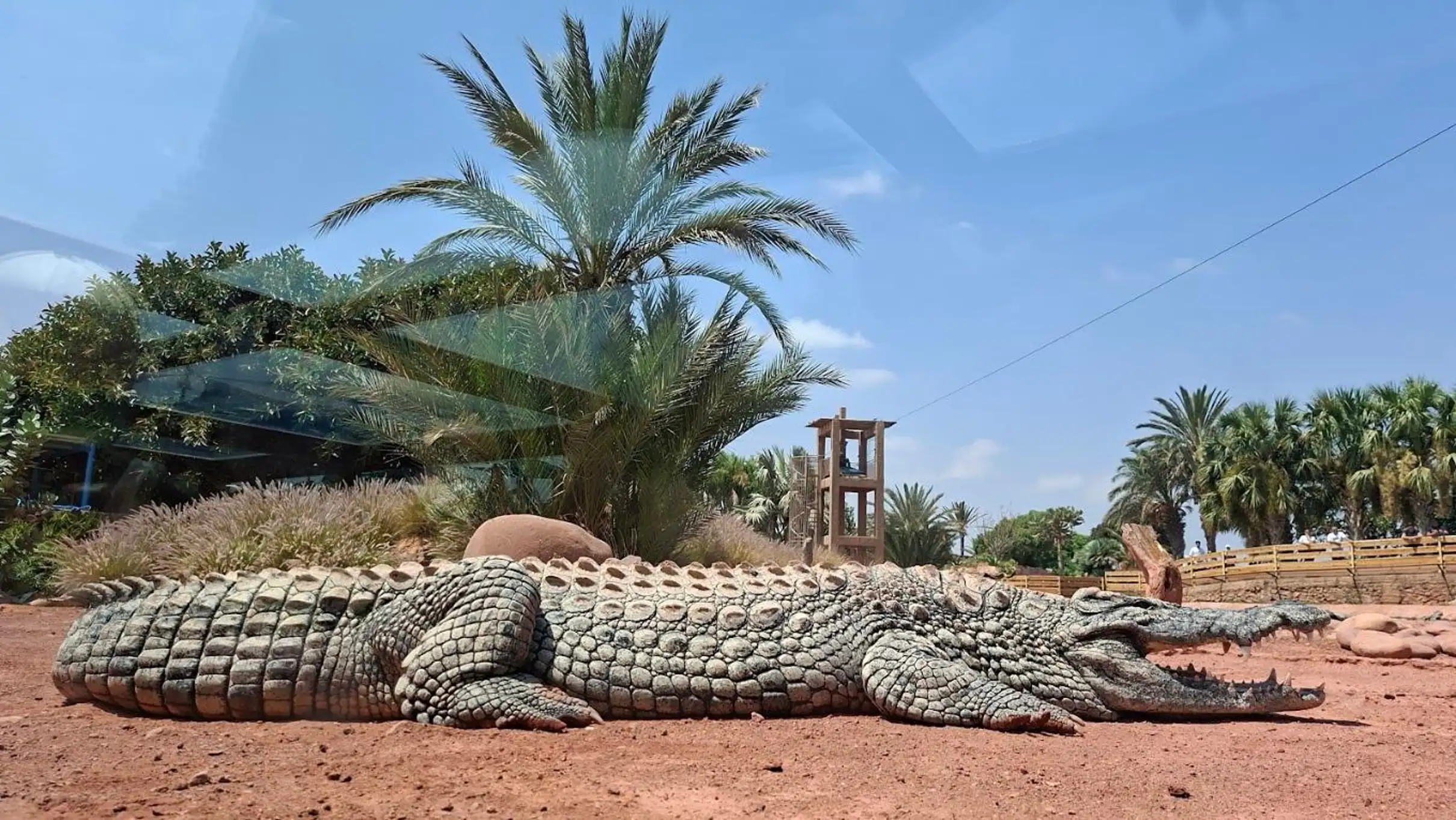 Agadir Goats on the Trees & Crocoparc Tour with Entry Tickets — photo 23