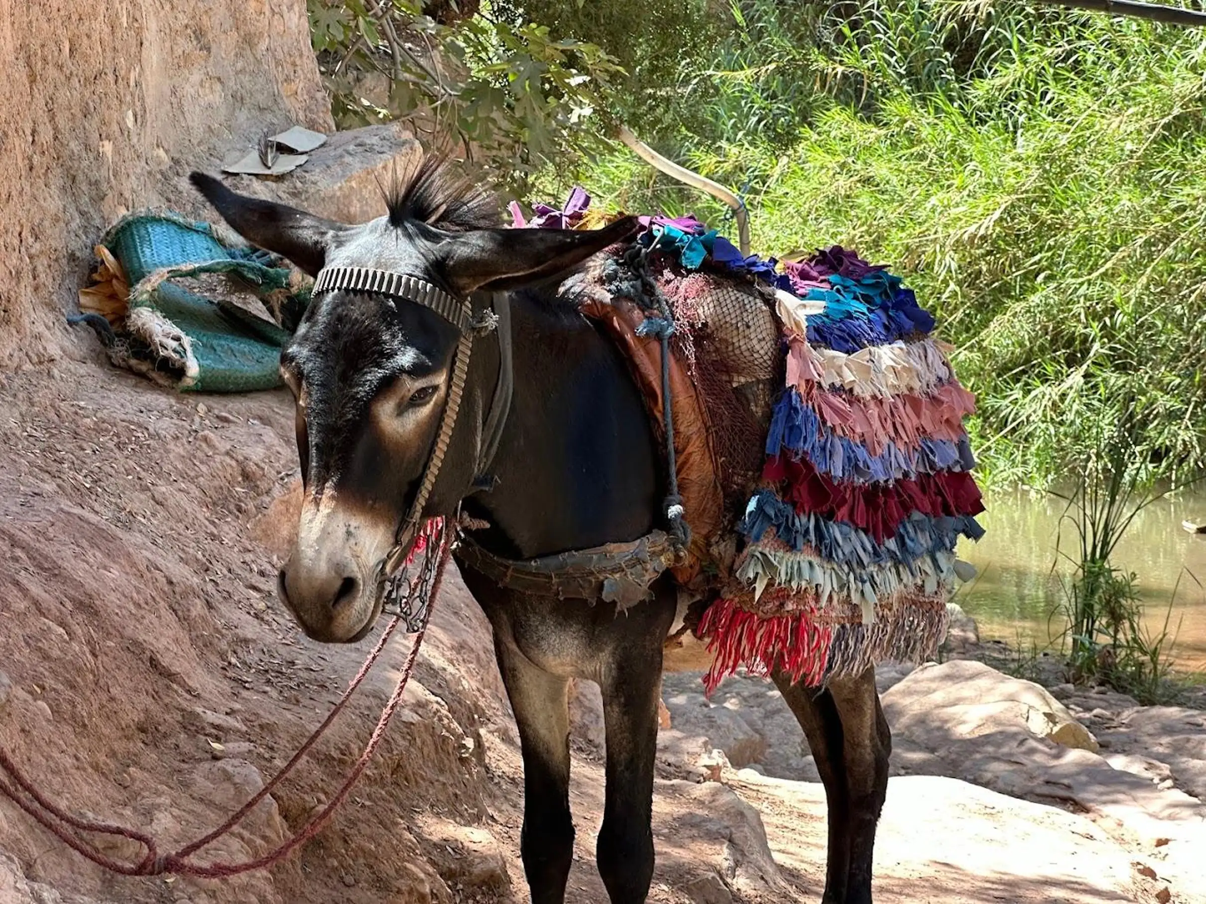 Agadir Paradise Valley Guided Hike & Swimming Tour — photo 2